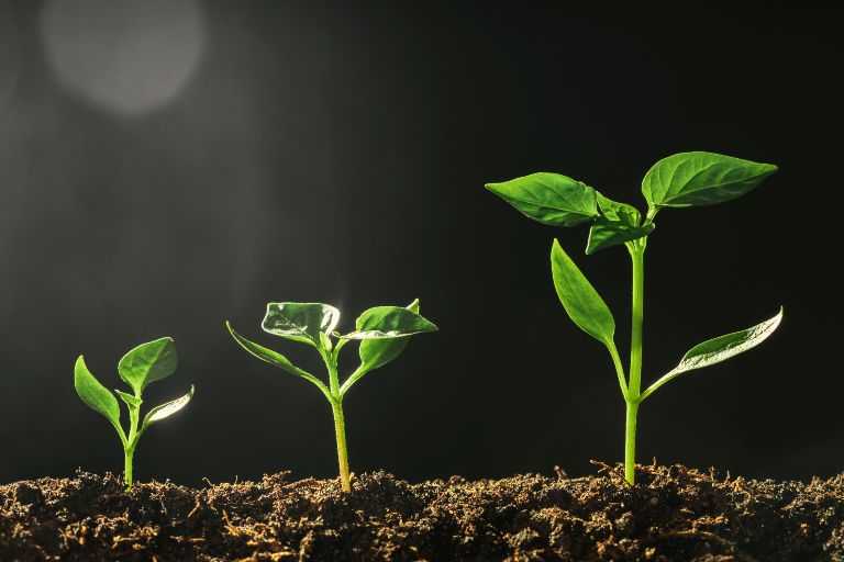 The Strategic Impact of Customer Identity on Business Growth